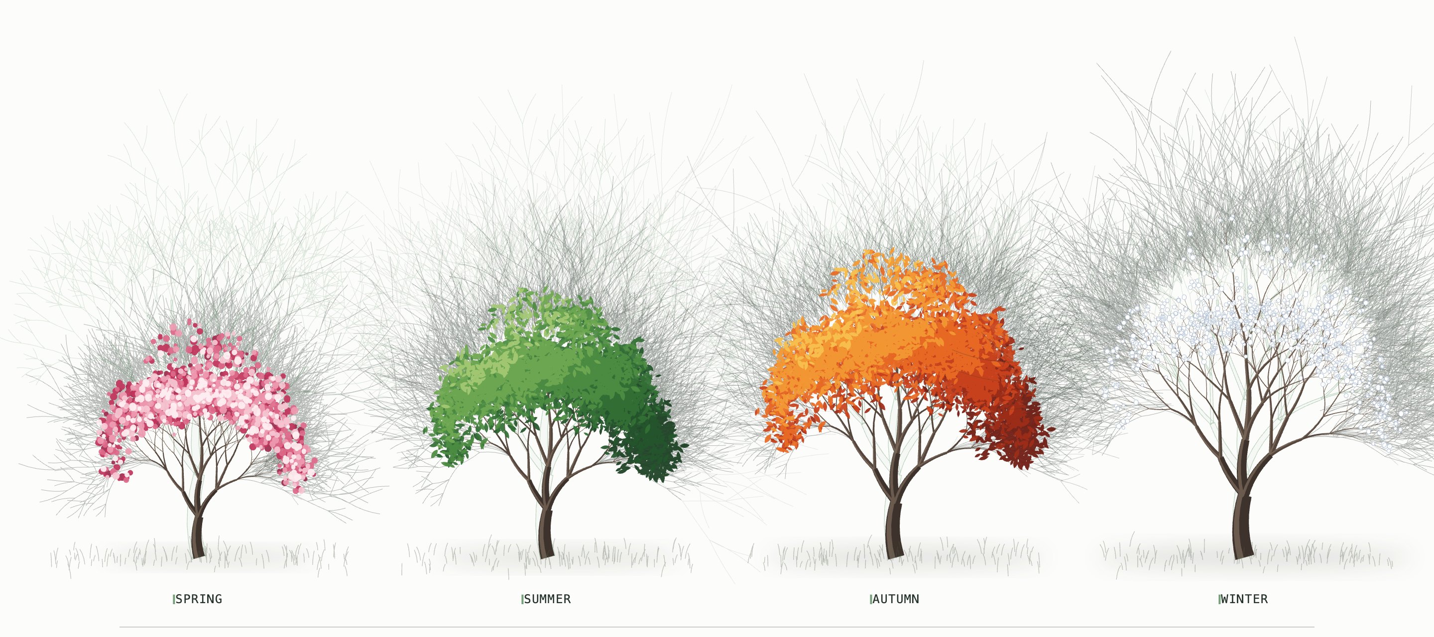 The same tree in spring, summer, autumn and winter, growing each season while its halo of possible futures narrows